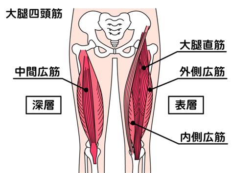 女性向け｜大腿四頭筋の筋トレメニュー｜美脚・美尻を手に入れる方法とは？ Fily