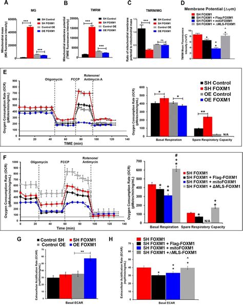 Mitochondrial FOXM1 Inhibits Mitochondrial Membrane Potential And