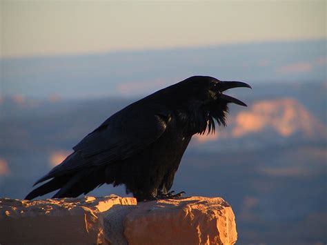 Crow vs. Raven - Wild About Utah