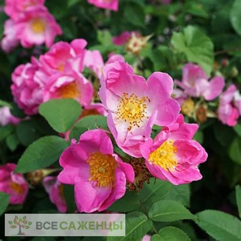 Цена на Шиповник витаминный ВНИВИ - купить саженцы