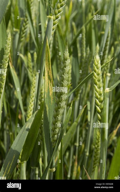 Late Season Infection Of Yellow Or Stripe Rust Puccinia Striiformis