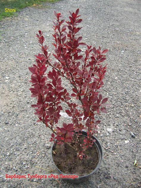 Барбарис Тунберга «Ред Пиллар» Berberis thunbergii “Red Pillar ...