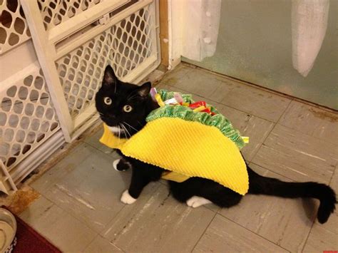 Taco Cat Spelled Backwards Is Taco Cat Taco Cat Cute Cats Kittens