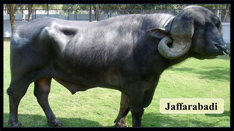 Top 10 Buffalo Breeds in India: Discovering Amazing Animals