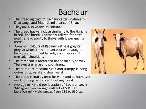 Breeds of cattle in india | PPT