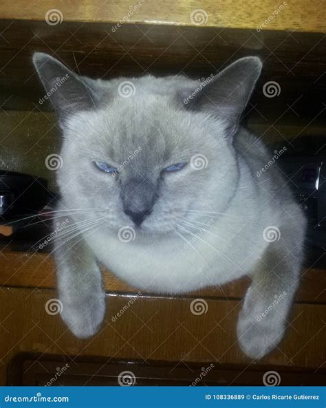 The Cranky Cat Stock Image Image Of Somnolent Furios 108336889