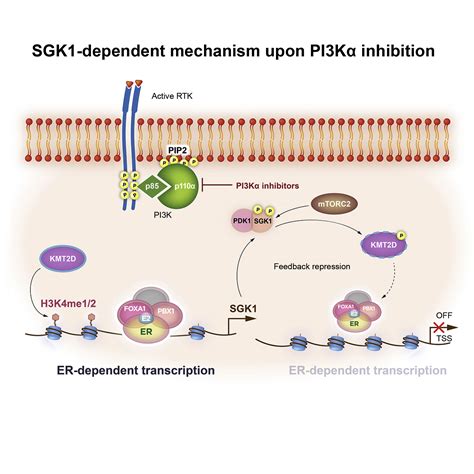 Pi3k Inhibition Activates Sgk1 Via A Feedback Loop To Promote Chromatin