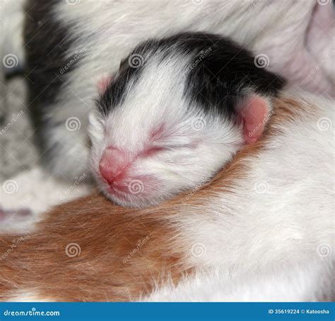 Tiny Blind Newborn Tricolor Kitten Stock Photo - Image of life, baby