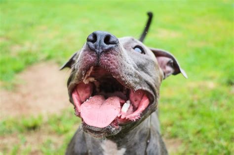 Premium Photo | Pit bull dog playing and having fun in the park ...