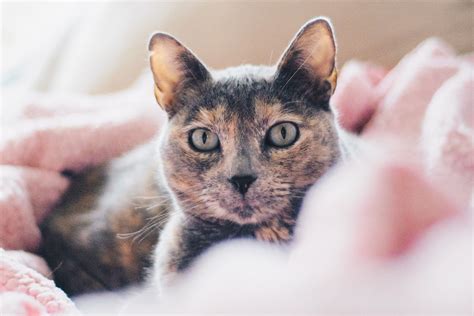 Erklärt Warum guckt mir meine Katze beim Sex zu