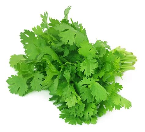 Bunch of fresh coriander leaves over ... | Stock image | Colourbox