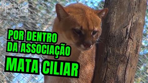 Conhecendo A Associa O Que Resgata E Reabilita Animais Silvestres A