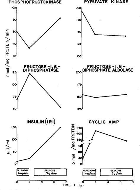 Figure From The Rapid Changes Of Hepatic Glycolytic Enzymes And