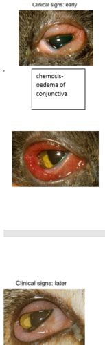 Feline URT Infections II Toxoplasmosis And Haemoplasmosis Flashcards