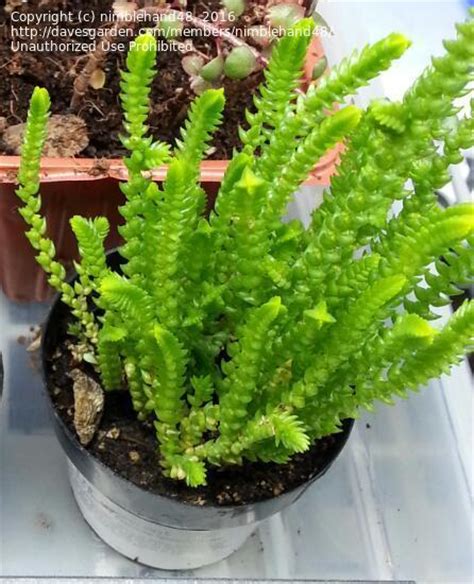 Plantfiles Pictures Crassula Species Watch Chain Plant Clubmoss