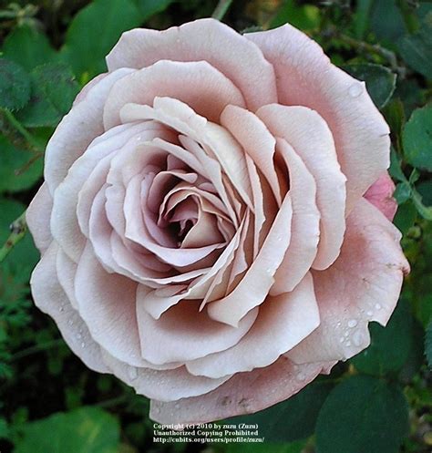 Nimbus Multi Stage Rose Austin Rose Bloom