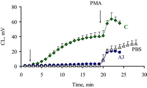 Time Development And Phorbol Ester PMA Stimulation Effect On CL