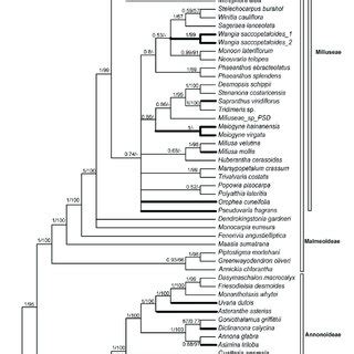 Bayesian Majority Rule Consensus Tree Under Partitioned Models