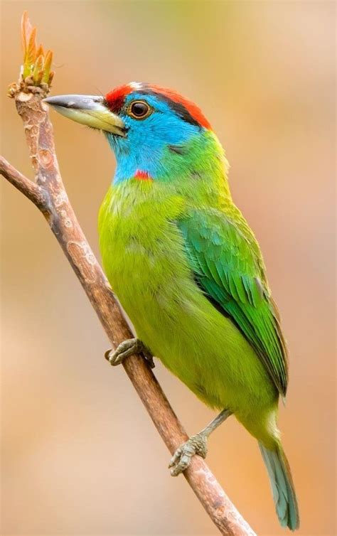 Pin By Christine Duval On Les Oiseaux Beautiful Birds Exotic Birds