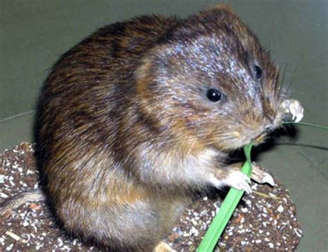 WOODLAND VOLE LIFE EXPECTANCY