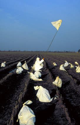 12 Tips For Goose Hunters | Grand View Outdoors