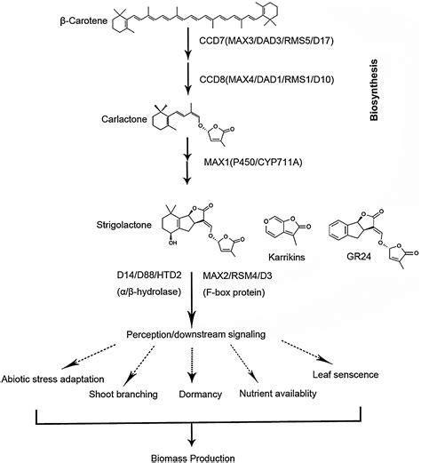 Do Strigolactones Regulate Bud Winter Dormancy And Charactrisitc