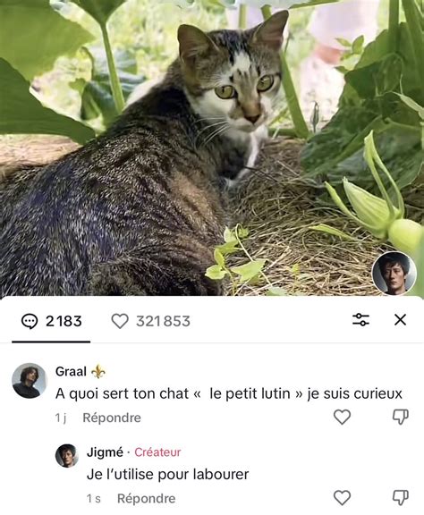 Jigm On Twitter De Lutilit Dun Chat Au Potager