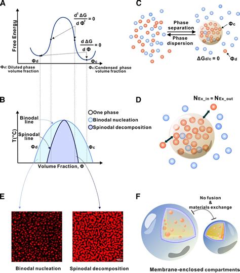 Liquid Liquid Phase Separation In Physiology And Pathophysiology Of The