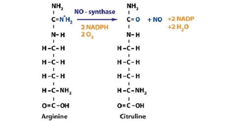 Metabolism of Amino Acid - New