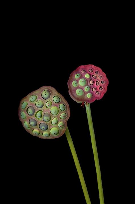 Lotus Seed Pod Photograph by Jim Mckinley - Fine Art America