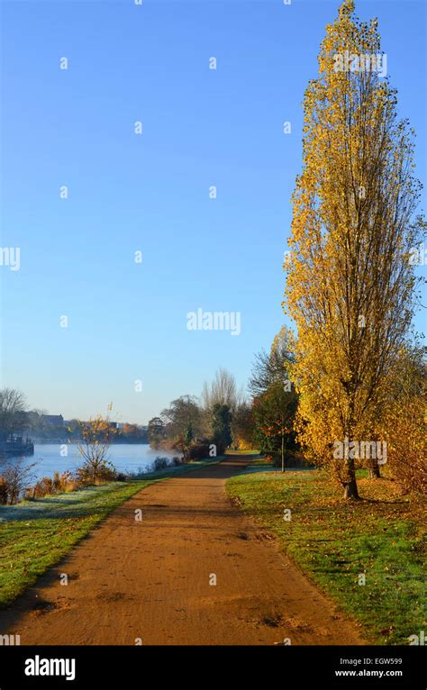 Poplar Tree And Path By The River Thames In The Uk Stock Photo Alamy