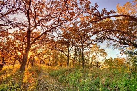 Uses of Oak Savannas | Savanna ecosystem, Woodland plants, Forest ecosystem