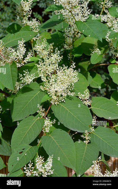 Asian Knotweed Or Japanese Knotweed Japanischer Staudenknöterich