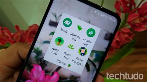 Seis Aplicativos Para Identificar Plantas Por Fotos E Interagir A