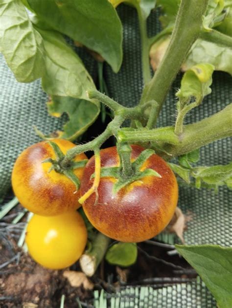 Tomate Belle De Coeur Potage Et Gourmands