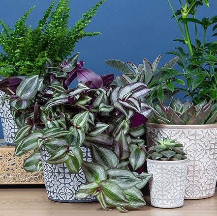 Max And Miles Plants