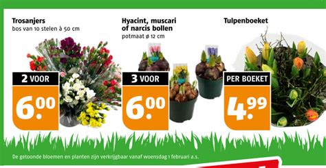 Hyacinten Boeket Folder Aanbieding Bij Poiesz Details