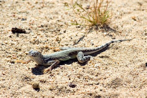 Zebra-tailed lizard - Stock Image - F031/3069 - Science Photo Library