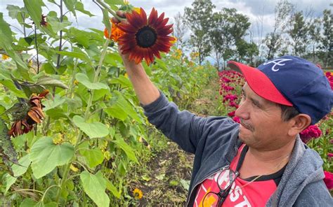 Cultivan en Tarímbaro girasoles en colores vino y negro El Sol de