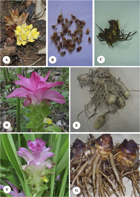 Reproductive Strategies Of Curcuma Species A C Spikes Seeds And Download Scientific