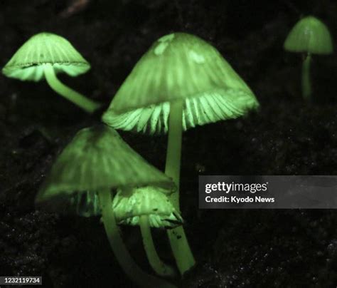 73 Bioluminescent Mushrooms Stock Photos, High-Res Pictures, and Images - Getty Images