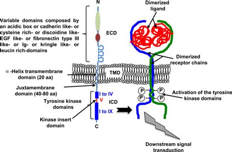 Receptor Tyrosine Kinases Characterisation Mechanism Of Action And