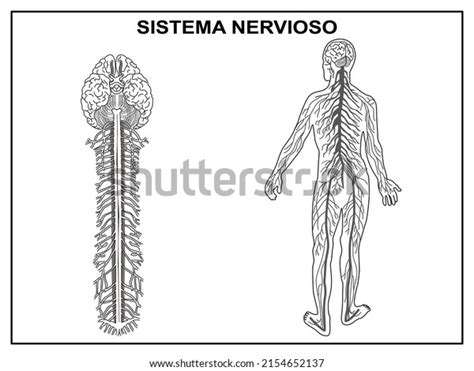 Esquema Del Sistema Nervioso Para La Vector De Stock Libre De