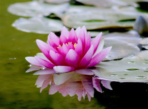 National Flower of India (Facts about Lotus) - The Study Cafe