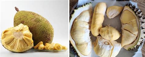 Jackfruit Vs Durian The Fruit The Taste And The Smell Localise Asia