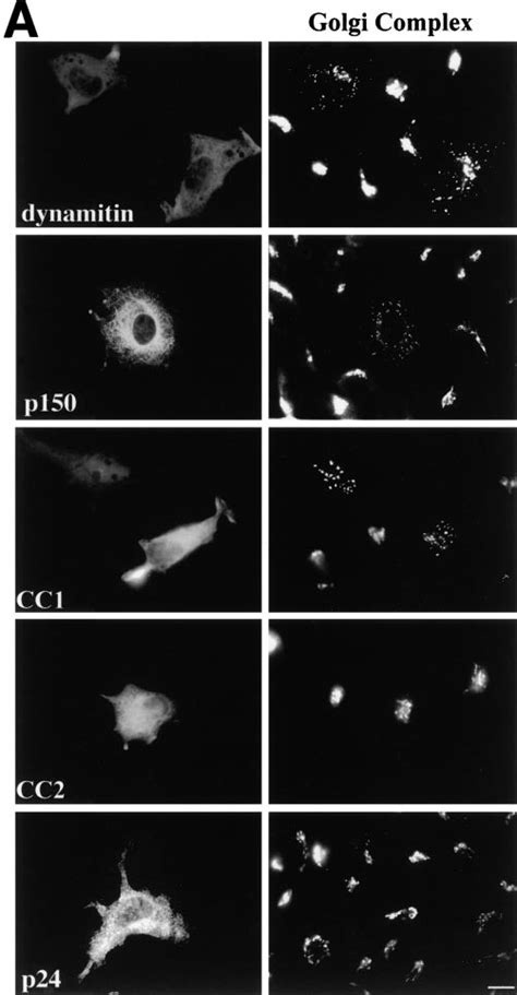 Effects Of Dynactin Subunit Overexpression On Golgi Complex