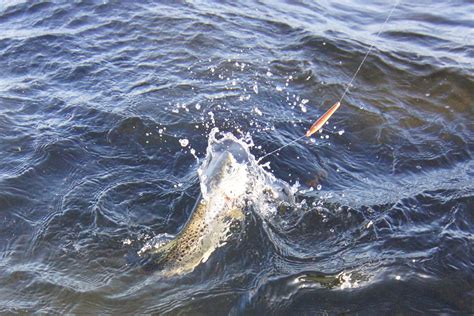 Fiskedagbog Dk Frem Og Tilbage