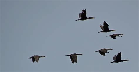 Kormorane Im Flug Phalacrocorax Carbo Great Cormorant Flickr