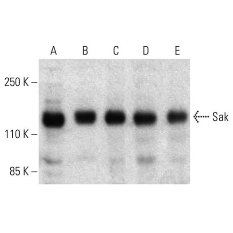 Sak Stk Plk Antibody D Scbt Santa Cruz Biotechnology