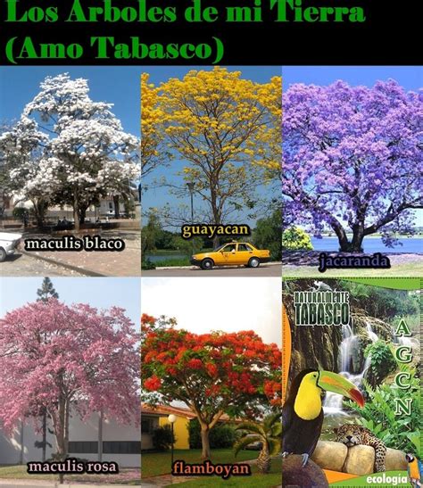 Arboles en Tabasco México